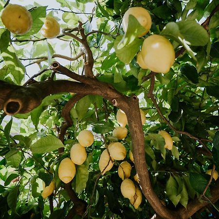 Апартаменты Il Giardino Dei Limoni Polvica Экстерьер фото