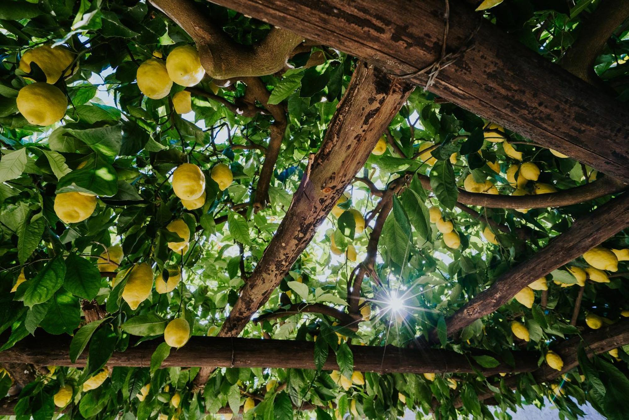 Апартаменты Il Giardino Dei Limoni Polvica Экстерьер фото